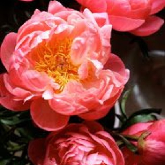 Meet your Posher, Star! - Picture 1 of 1